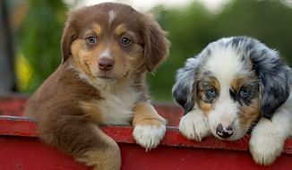 Süße Hundewelpen auf der Wiese